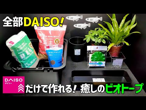 【全部DAISO！】ダイソーだけで作れる【癒しのビオトープ】初心者でも簡単！/100均で始めるビオトープ