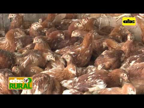 ABC Rural: Vacunación en avicultura