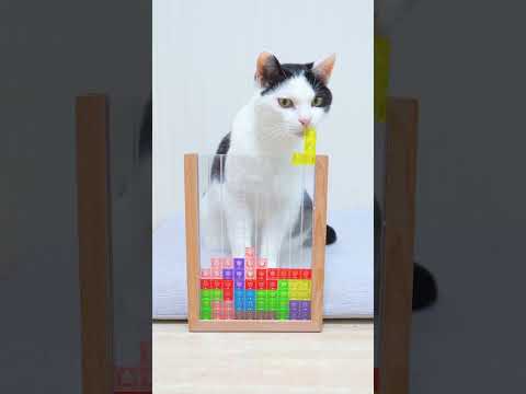 Cat and  Tetris Game #shorts