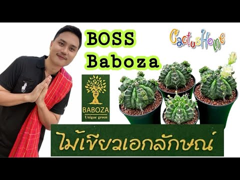 ตัวจริงไม้เขียวเอกลักษณ์Boss