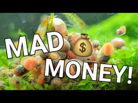 Make Money Selling Your Aquarium Snails! Yes, SNAI #aquarium #money #makemoneyonline 

You might be sitting on FREE MONEY and not even know it!

Let's 