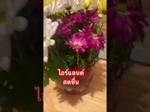 ไอร์แลนด์สดชื่น|เจ๊สีหัวฟู|ม