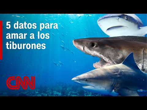 5 datos de los tiburones que te harán verlos con otros ojos