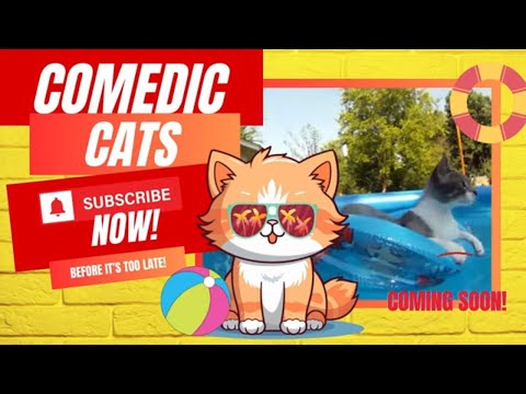 The Hilarious Antics of Comedic Cats Will Leave Yo Comedic Cats officially launched on October 15, 2023. Please subscribe, like, and hit our notificati