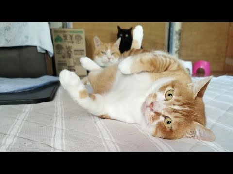 猫の動画サムネイル - ぼーちゃん がライブ配信中！　2025年7月25日
