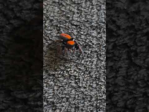 Stunning cardinal jumping spider!!!! #JumpingSpider #Spider #Arachnid