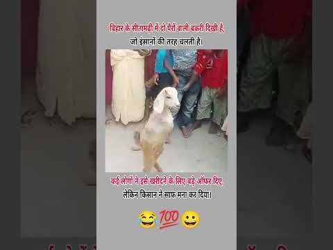 😊💯🌹 दो पैरों वाली बकरी 🥀😔💯 khabo se jyada aansuon se 🥀#verysadstatus #sadsong #bewafa