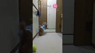 ＜保護犬 トイプードル＞#shorts  #dog #pets