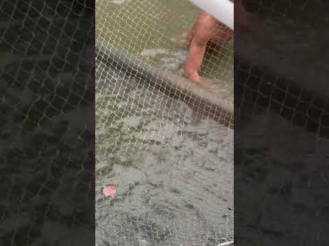 Small fish in water