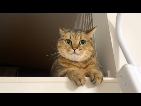 猫の動画サムネイル - 【最高】うちの猫の反抗期がなんか生意気で腹立つ