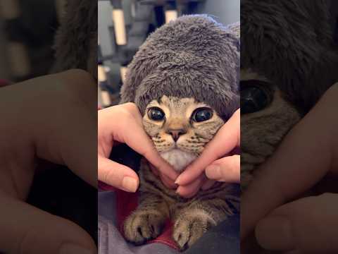 ちょびまるとちゃちゃまるのかわいい猫動画 サムネイル