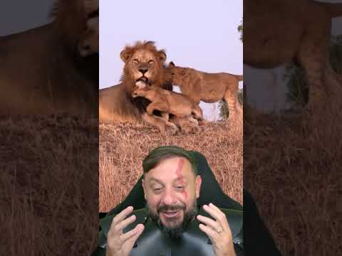 Coalizão de leões: Notch a história doa leões que o Biólogo Henrique mais gosta .VÍDEO 40