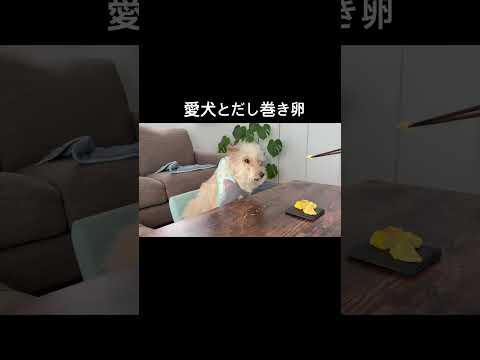 わんわんとだし巻き卵