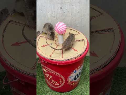 Best trap at home #mousetrap #rattrap