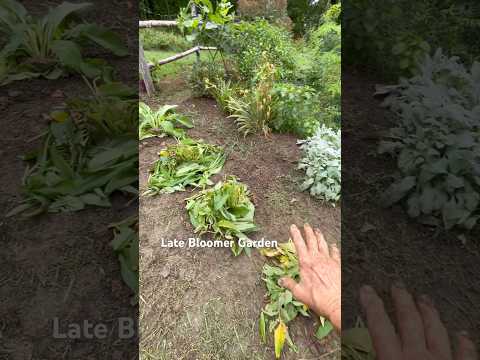 Use #Comfrey as a border #garden #ihavethisthingwithplants