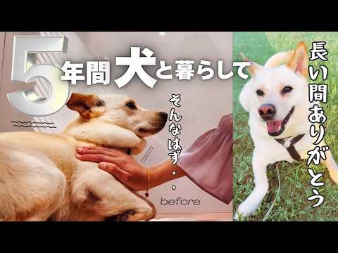 「今までありがとう。」犬と暮らした5年間の記録