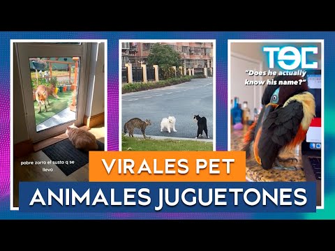 VIRALES PET: Animales juguetones