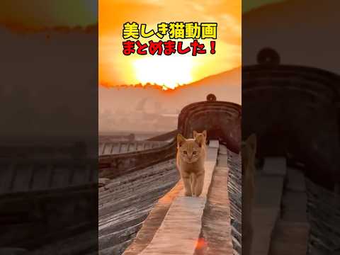 猫の動画サムネイル - 美しきかな猫動画 #猫 #cat #cats #cute