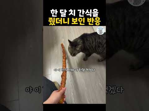 간식은 역대급인데 인성은 한결같음 저 긴 간식 앞에  굳이굳이ㅋㅋ #더빙농장#냥아치 #<strong>웃긴동물</strong> #funnyanimals #dubbingfarm
