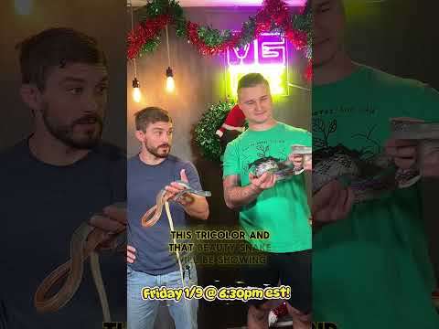 Happy New Year! We’ll See you Friday Night! #reptiles #liveshow
