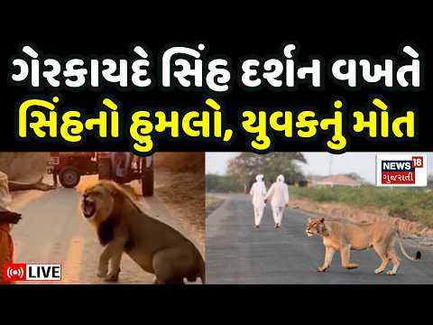 Amreli Lion Attack News LIVE | ગેરકાયદે સિંહ દર્શન કરવા ગયેલા એક યુવકોનાં મોત | Gir Forest | Gujarat