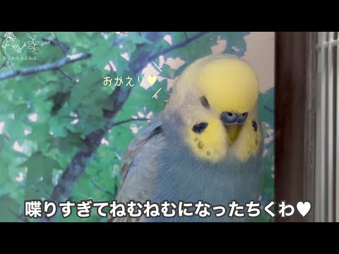 #187 セキセイインコ 男の子 3歳 ちくわたくさんお喋りしてくれました🐥💕