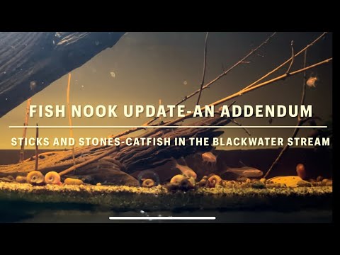 Fish Nook Update-“Sticks and Stones” Catfish i Sticks and Stones-Catfish in the Blackwater Stream_ Before we move on and continue with my Fish Nook