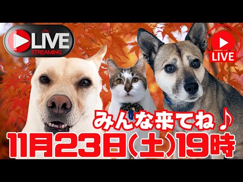 【LIVE♪】きょう午後7時ライブでしゅ💛よろしくお願いしましゅ🐶