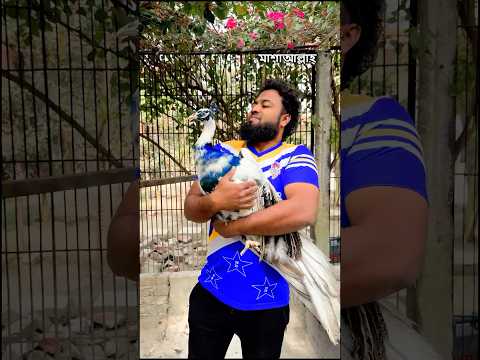 সব শেষ হয়ে যাবে, সাবধান!!! #peafowl #cute #life #afterlife