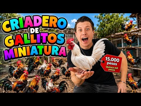 Increíble Criadero de Gallitos Miniatura