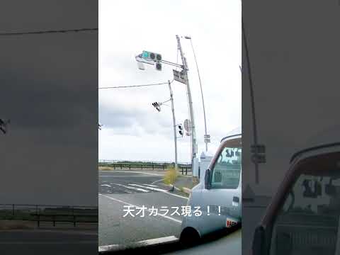 驚愕！天才カラス現る！横断歩道を歩いて渡ります！！