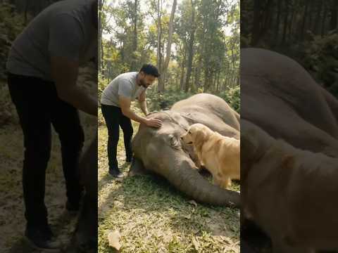 Crane Rescue — Golden Retriever Saves Fallen Elephant #dog #goldenretriever #rescue #elephant