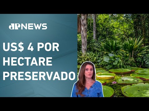 Brasil propõe criação de fundo bilionário para conservar florestas tropicais; Patrícia Costa analisa