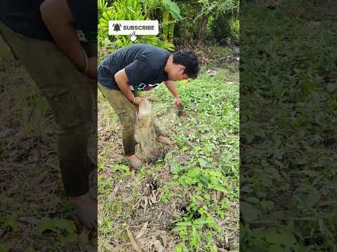 TANGKAP IKAN GUNA JALA IKAN PART 13 of 26 #ShopeeYTDeals #jalaikan #jalaikandisungai #tangkapikan