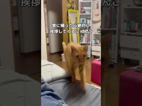 帰宅すると絶対に挨拶しに来てくれる愛猫が愛おしい #保護猫 #茶トラ #shorts サムネイル