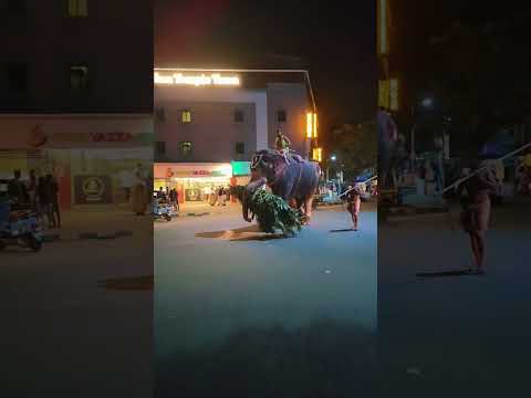 ആനക്ക് എന്തോ പന്തികേടുണ്ടല്ലോ 😱😱😱#shortsfeed #shorts #viral #subscribe