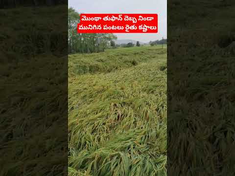 మొంథా తుఫాన్ దెబ్బ  మునిగిన పంటలు రైతుకు తీవ్ర నష్టం#agriculture#monthacyclone#farming#shorts#viral