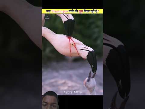 #shorts #amazingfacts😨 क्या Flamingos बच्चो को खून पिला रहे है?🤯🤯