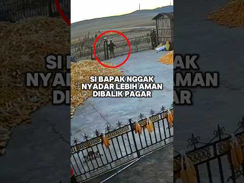 Harimau masuk rumah warga