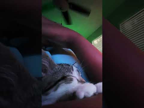 #fypviralシviral #kitten #cute #fyp #shorts