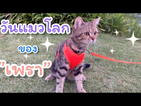 สวัสดีวันแมวโลก-พา”เพรา”ชิว-นอ สวัสดีวันแมวโลก-พา”เพรา”ชิว-นอ