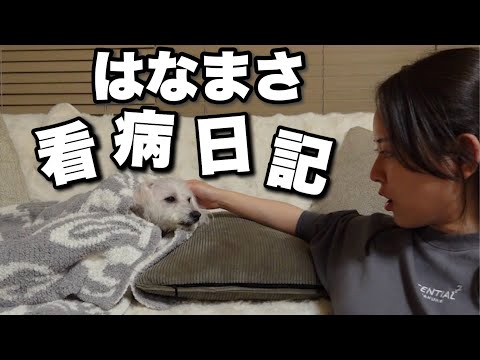 【看病日記】お子っぴの看護がなくなったらはなっぴの看病