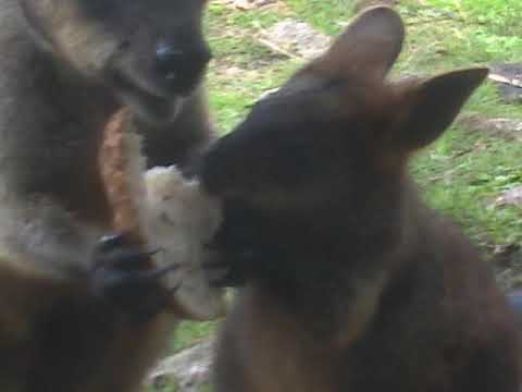 YouTube video thumbnail