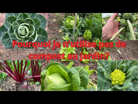Pourquoi je n'utilise pas de compost au jardin