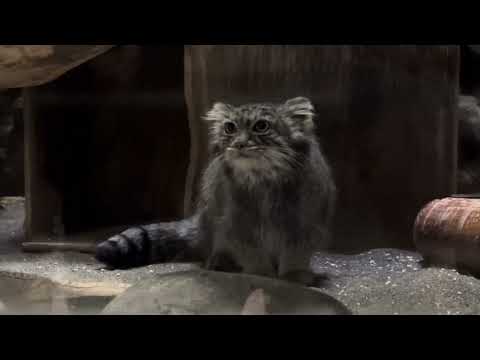注意深く でも走り回るサフランちゃん☺️ マヌルネコ　上野動物園にて　2025年3月6日