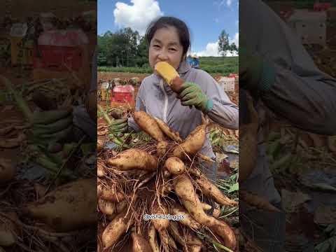 @vishal_vloggss #ytshorts #fruit #mangovarieties #video #mango #facts #shortvideo #viralvideo #fruit