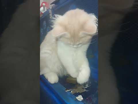 Mochi Funny Videos, Cat Videos, Cat Lover #mochi #cat