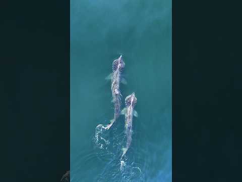 Sharks in hot water