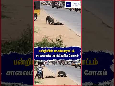 பன்றியின் பாசப்போராட்டம் சாலையில் அரங்கேறிய சோகம் #Andra #andrapradesh #Pig #<strong>Animals</strong> #animallover