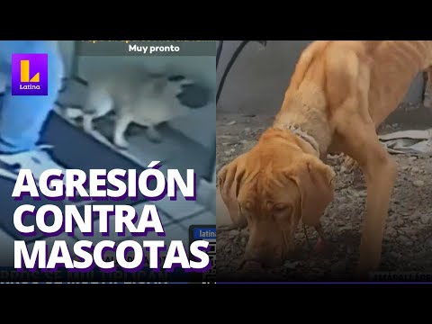 Agresiones contra mascotas se multiplican en el Perú